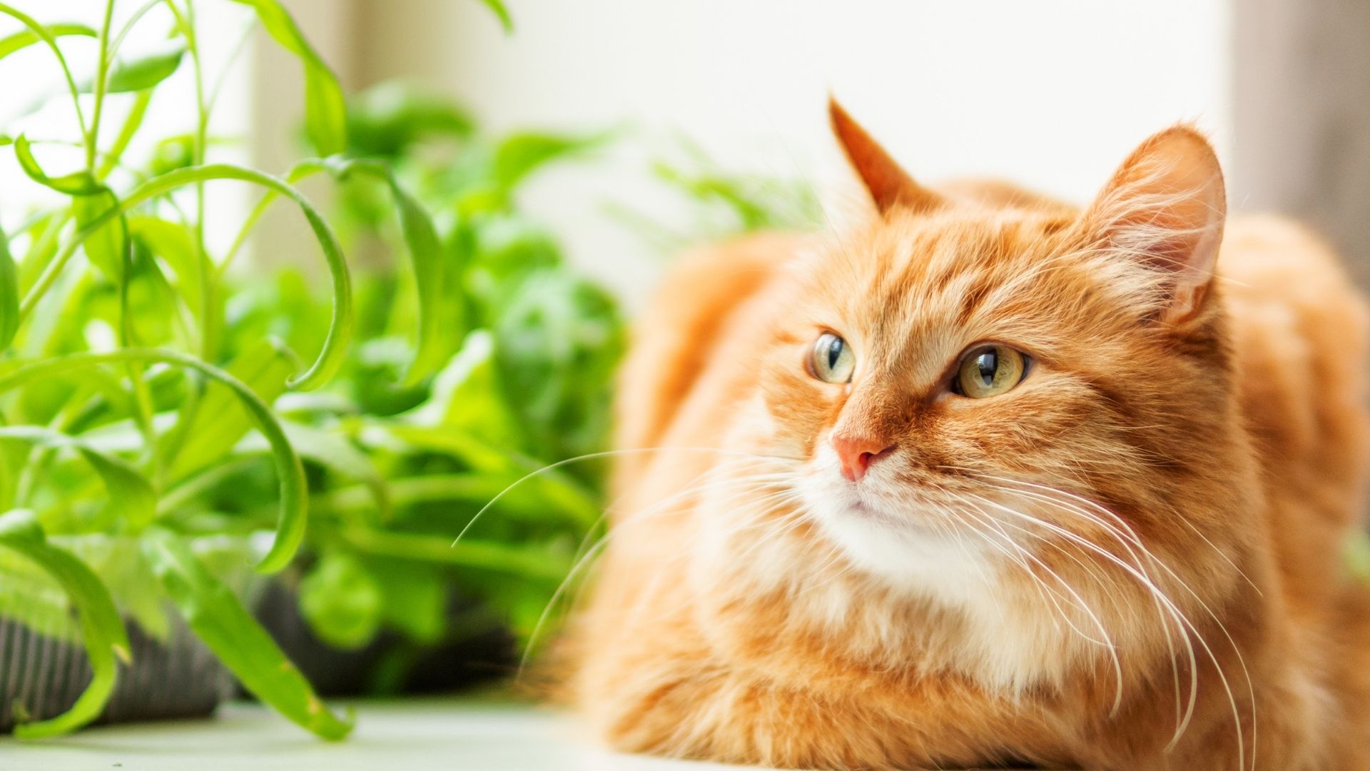 Vet Near Me Colonial Heights, VA 23834 | VetXpress