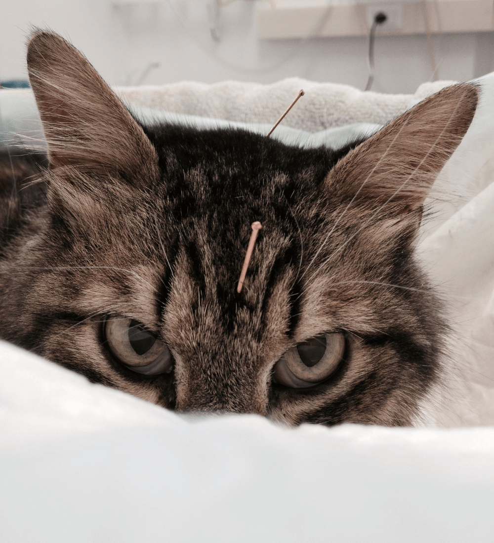 Cat Acupuncture 