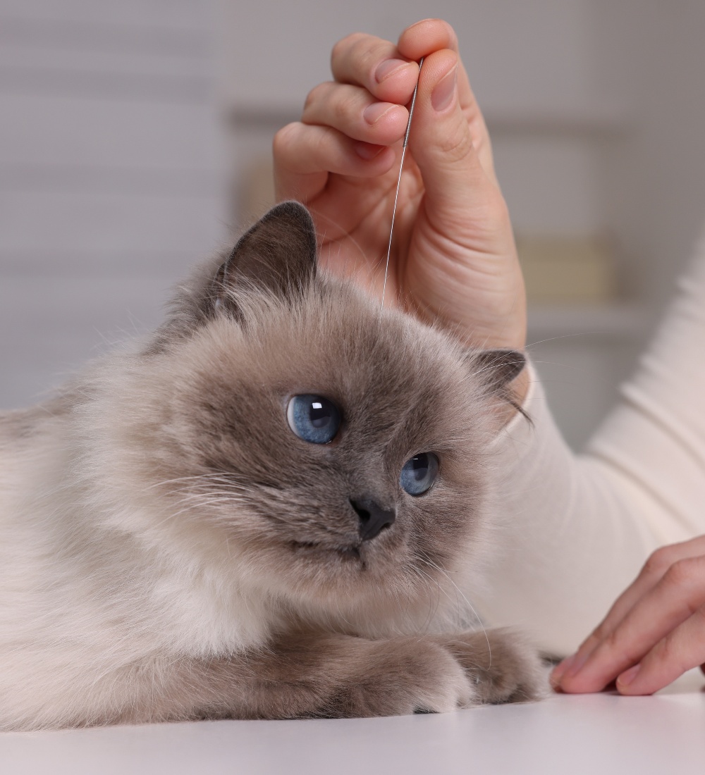 Veterinary holding acupuncture needle near cat's head