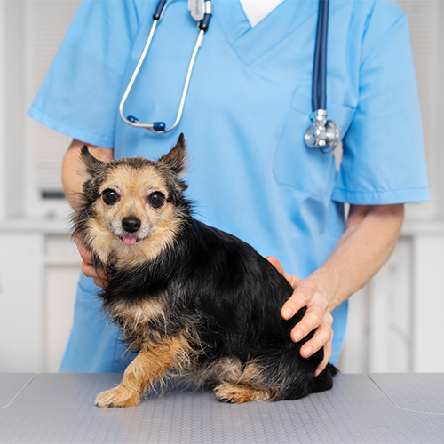 a vet hold a puppy