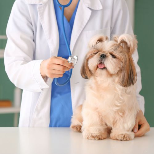 pet wellness plans service img vet examining a dog with a stethoscope